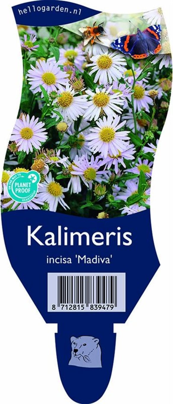 Kalimeris incisa 'Madiva' - P11